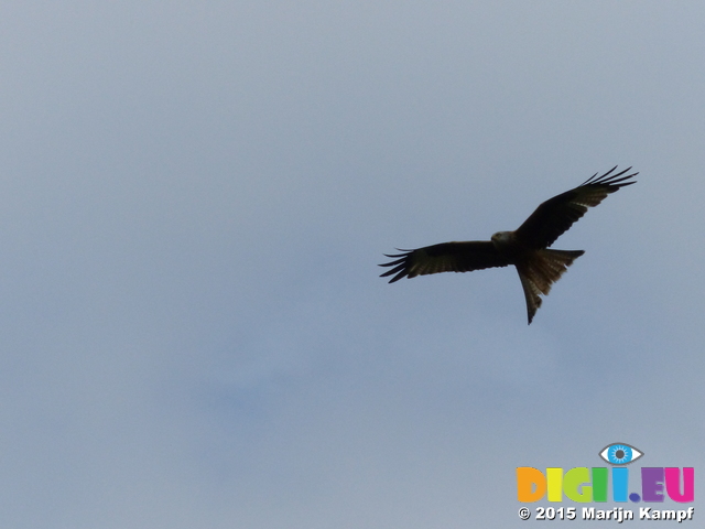 FZ015795 Red kites (Milvus milvus)